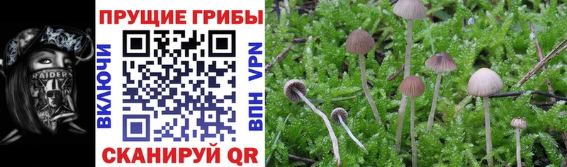 Галлюциногенные грибы MAGIC MUSHROOMS  Купить закладки  Славянск-на-Кубани 
